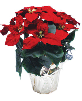 Silk Poinsettia 14" tall 6" pot