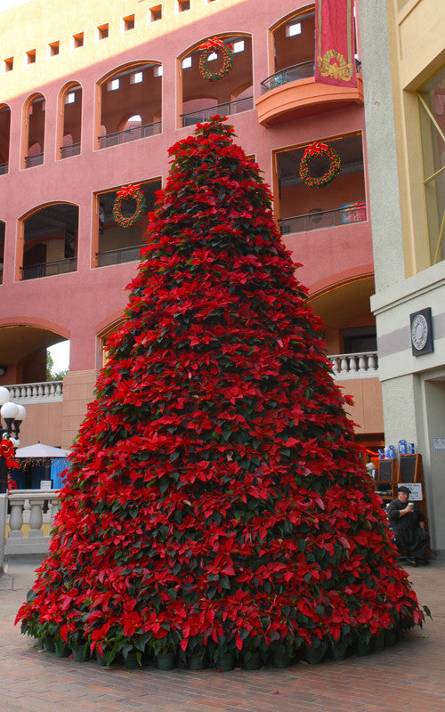 Poinsettia Tree FRAME ONLY for live or silk plants