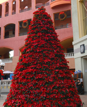 Poinsettia Tree FRAME ONLY for live or silk plants
